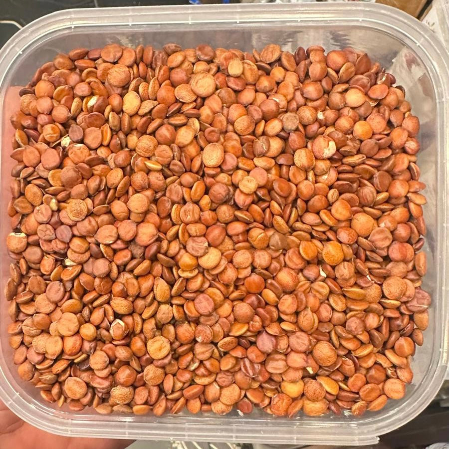 نواة السدر (الفراصيص)